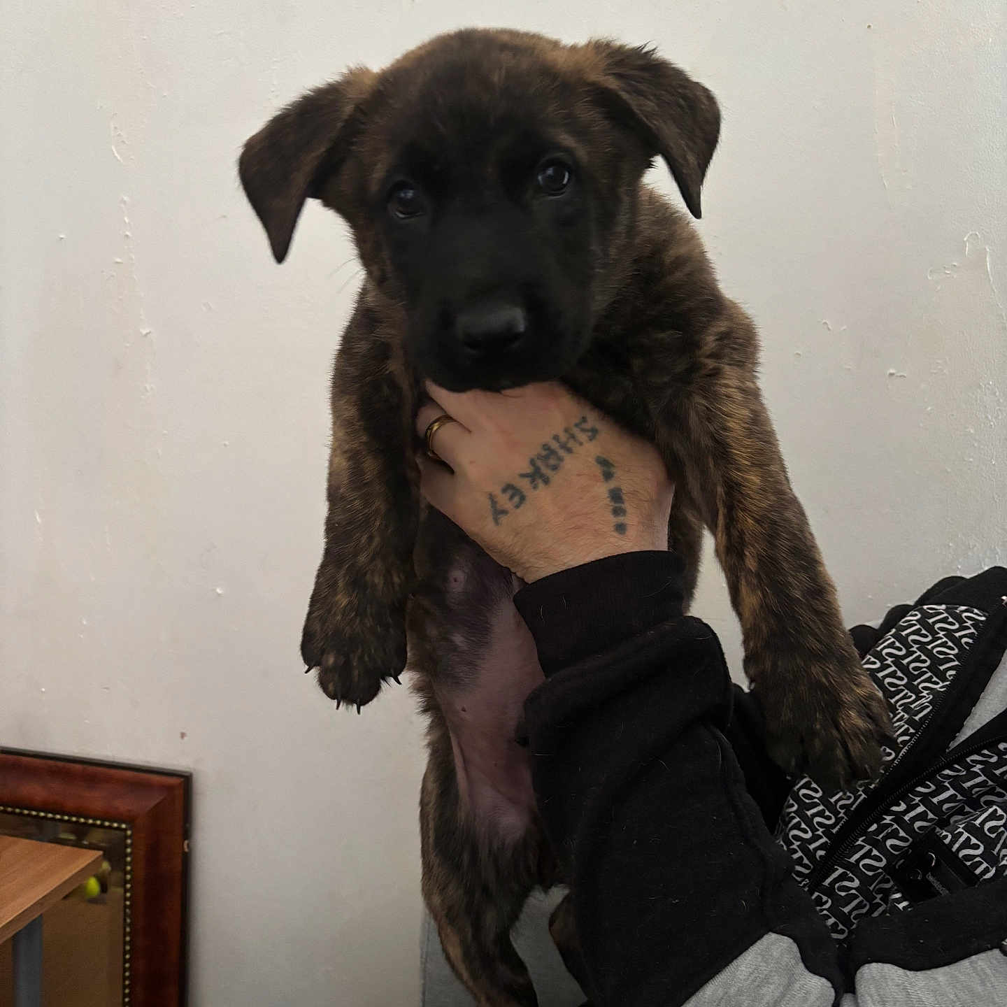 Walker joined the competition — help win amazing prizes! accessories, animal, bodypart, canine, clothing, dog, finger, hand, hound, jewelry, labradorretriever, pants, person, pet, puppy, ring, skin, tattoo, wood, wrist