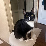 Freya joined the competition — help win amazing prizes! cat, tuxedo_cat, black_and_white, pet, indoor, stool, furniture, floor, door, curious, animal, whiskers, yellow_eyes, sitting, cozy, household, domestic_cat, cute, feline, portrait