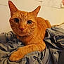 Oh Maley a rejoint le concours — aidez-le/la à gagner de superbes lots ! cat, orange_tabby, pet, indoor, blanket, relaxed, feline, whiskers, ears, curious, animal, fur, portrait, looking_at_camera, cozy, home, sketches, wall, soft_lighting, close_up