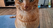 Oh Maley a rejoint le concours — aidez-le/la à gagner de superbes lots ! animal, blue_surface, cat, closeup, curious, domestic_cat, ears, eyes, feline, fur, furniture, home, indoor, living_room, orange_tabby, pet, portrait, sitting, whiskers, wooden_floor