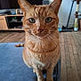 Oh Maley a rejoint le concours — aidez-le/la à gagner de superbes lots ! animal, blue_surface, cat, closeup, curious, domestic_cat, ears, eyes, feline, fur, furniture, home, indoor, living_room, orange_tabby, pet, portrait, sitting, whiskers, wooden_floor