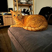 Oh Maley participe au concours pour gagner de l'argent avec cette photo : books, cat, couch, cozy, ears, furniture, indoor, living_room, looking_at_camera, orange_cat, pet, portrait, relaxed, shelf, sofa, tabby, tail, upholstery, whiskers, wood_floor