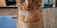 Oh Maley a rejoint le concours — aidez-le/la à gagner de superbes lots ! animal, background, blue_surface, cat, close_up, curious, domestic, ears, feline, focused, fur, green_eyes, household, indoor, orange_tabby, pet, portrait, sitting, whiskers, wooden_floor