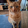 Oh Maley a rejoint le concours — aidez-le/la à gagner de superbes lots ! animal, blue_surface, cat, close_up, curious, cute, domestic_cat, ears, eyes, feline, fur, ginger_cat, indoor, living_room, nose, pet, sitting, tabby, whiskers, wooden_floor