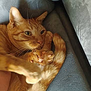 Oh Maley joined the competition — help win amazing prizes! cat, ginger_cat, pet, animal, feline, paw, tail, couch, furniture, indoor, relaxed, fur, whiskers, ears, claws, closeup, curled_up, cute, domestic_animal, resting