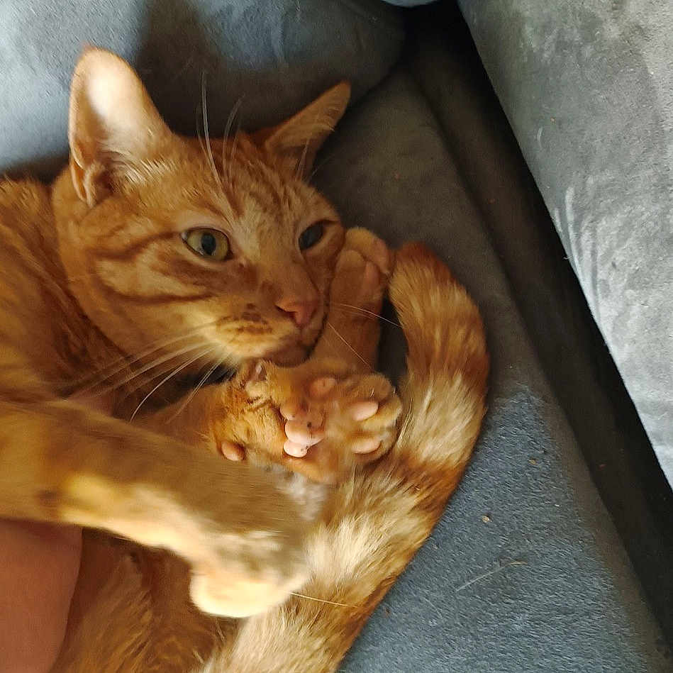 Oh Maley joined the competition — help win amazing prizes! animal, cat, claws, closeup, couch, curled_up, cute, domestic_animal, ears, feline, fur, furniture, ginger_cat, indoor, paw, pet, relaxed, resting, tail, whiskers