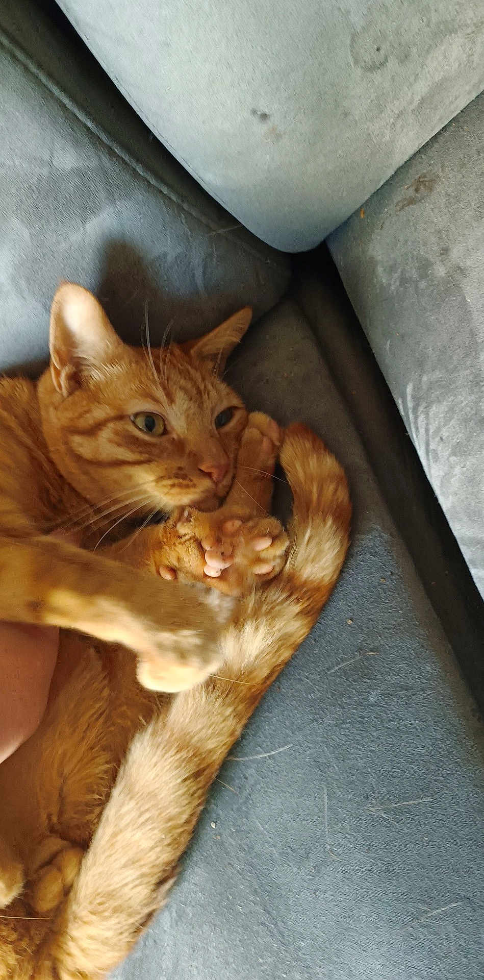 Oh Maley joined the competition — help win amazing prizes! cat, ginger_cat, pet, animal, feline, paw, tail, couch, furniture, indoor, relaxed, fur, whiskers, ears, claws, closeup, curled_up, cute, domestic_animal, resting