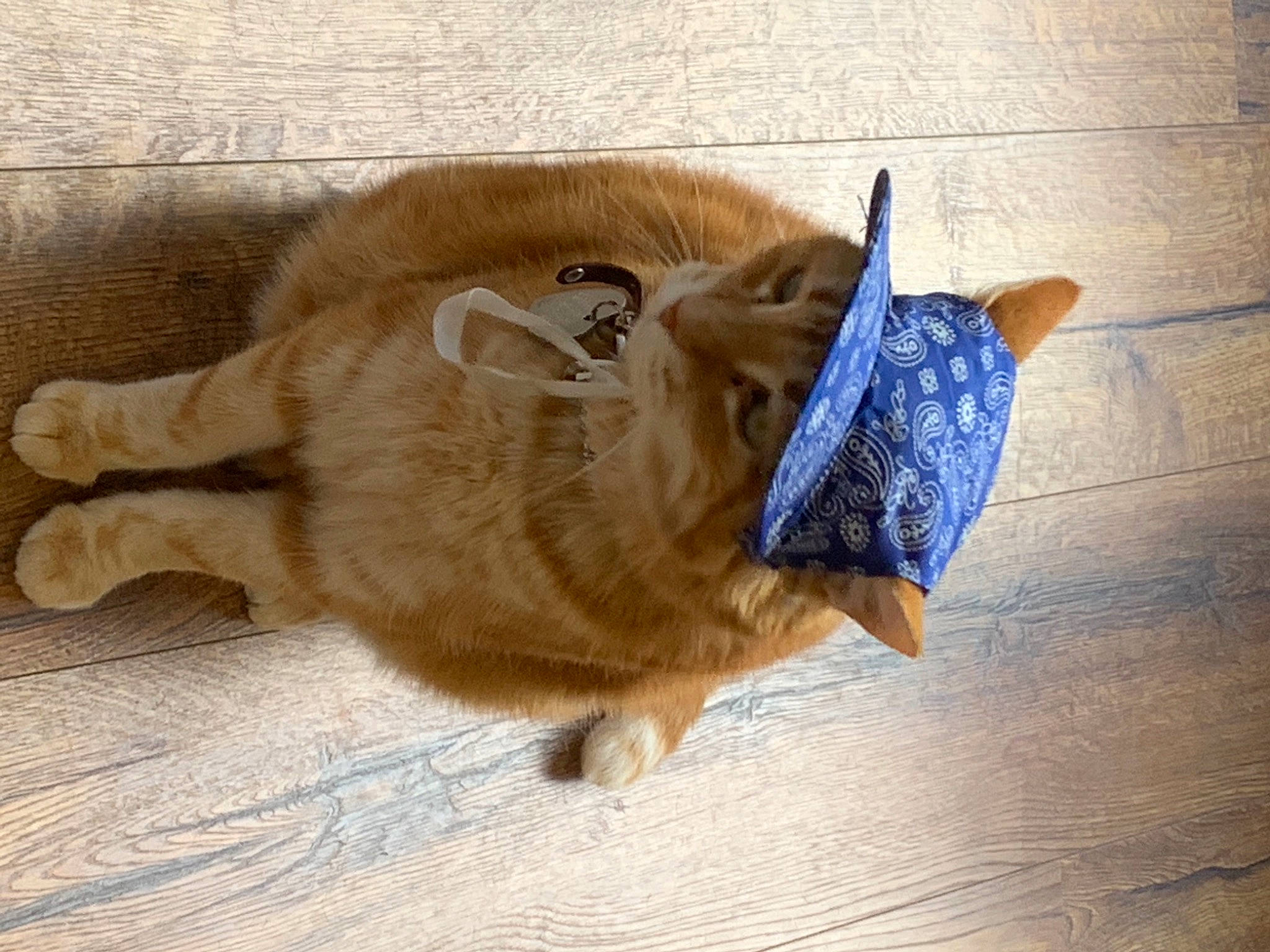 Edouard a rejoint le concours — aidez-le/la à gagner de superbes lots ! carnivore, cat, claw, comfort, companion_dog, dog_breed, domestic_short_haired_cat, fawn, felidae, flooring, fur, hardwood, paw, small_to_medium_sized_cats, snout, sporting_group, tail, terrestrial_animal, whiskers, wood