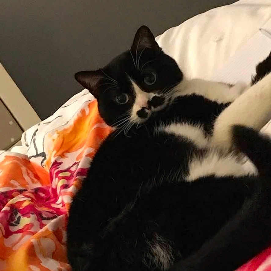 Mimizouki a rejoint le concours — aidez-le/la à gagner de superbes lots ! animal, bed, black_and_white_cat, blanket, cat, colorful, cozy, cute, domestic_cat, feline, fur, home, indoor, laying_down, looking_at_camera, pet, relaxed, resting, soft, whiskers