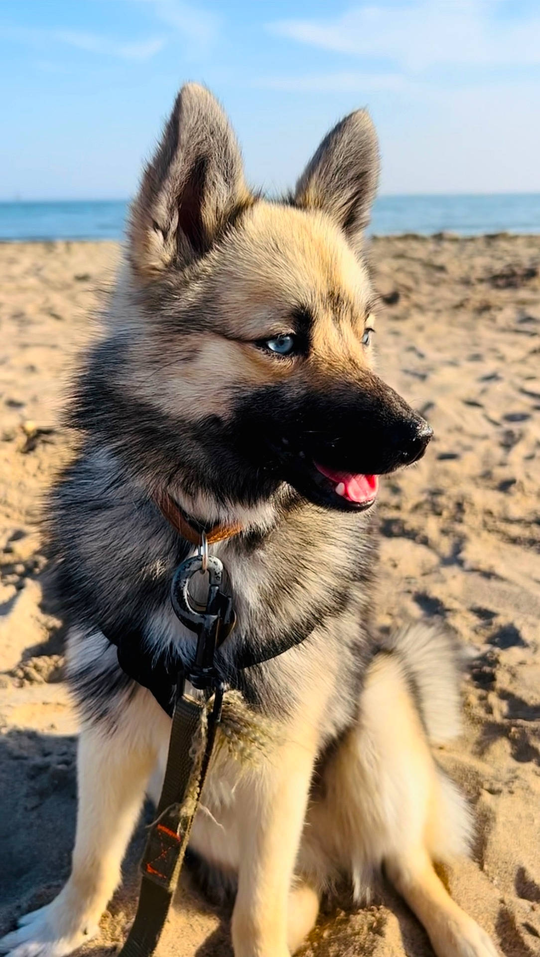 animal, beach, canine, coast, dog, eskimodog, germanshepherd, husky, nature, outdoors, pet, policedog, puppy, rock, sand, sea, shoreline, sky, snout, water