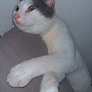 Mecca a rejoint le concours — aidez-le/la à gagner de superbes lots ! cat, white_cat, gray_cat, pet, animal, feline, relaxed, paws, whiskers, indoor, texture, soft, cute, curious, lying_down, close_up, mammal, fur, ears, resting