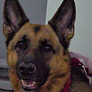 Hazel is registered to the contest to win money with this photo: dog, german_shepherd, pet, canine, animal, close_up, ears, indoor, bandana, collar, mouth, teeth, fur, face, portrait, looking, brown, black, friendly, companion