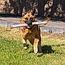 Hazel is registered to the contest to win money with this photo: dog, german_shepherd, grass, stick, outdoor, pet, running, sunlight, shadow, animal, canine, playful, nature, daytime, fence, yard, muzzle, ears, collar, tail