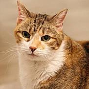 Mazie is registered to the contest to win money with this photo: animal, cat, close_up, cute, domestic_cat, ears, expression, face, feline, fur, green_eyes, indoor, looking, mammal, nose, pet, portrait, soft_background, tabby_cat, whiskers