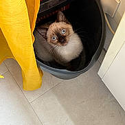 Ava a rejoint le concours — aidez-le/la à gagner de superbes lots ! kitten, cat, siamese, blue_eyes, bucket, curious, indoor, yellow_cloth, floor, tile, pet, animal, domestic, young_cat, looking_up, household, cute, fur, whiskers, ears