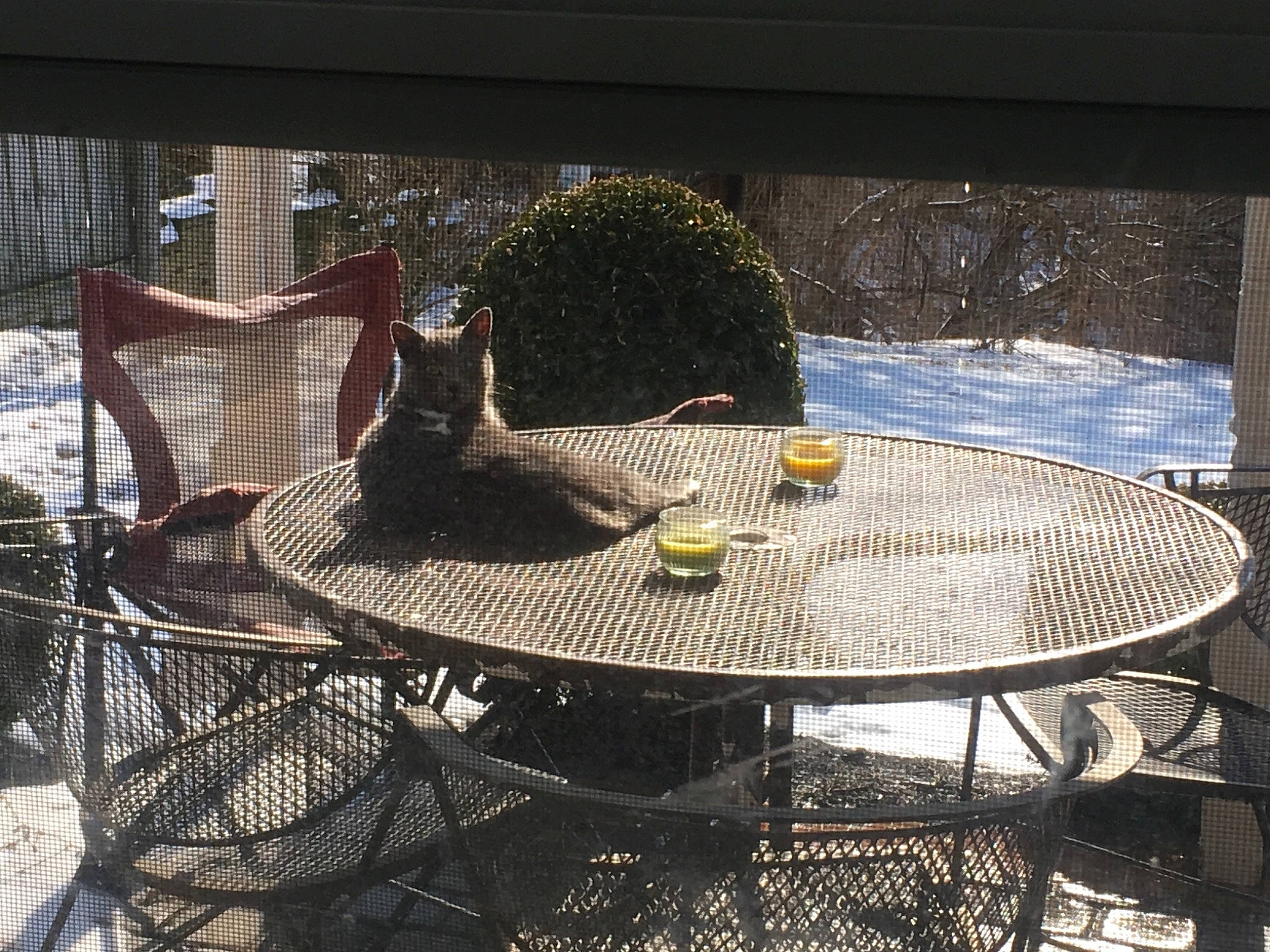 Gray joined the competition — help win amazing prizes! chair, coffee_table, furniture, outdoor_furniture, outdoor_table, table, tree, wicker