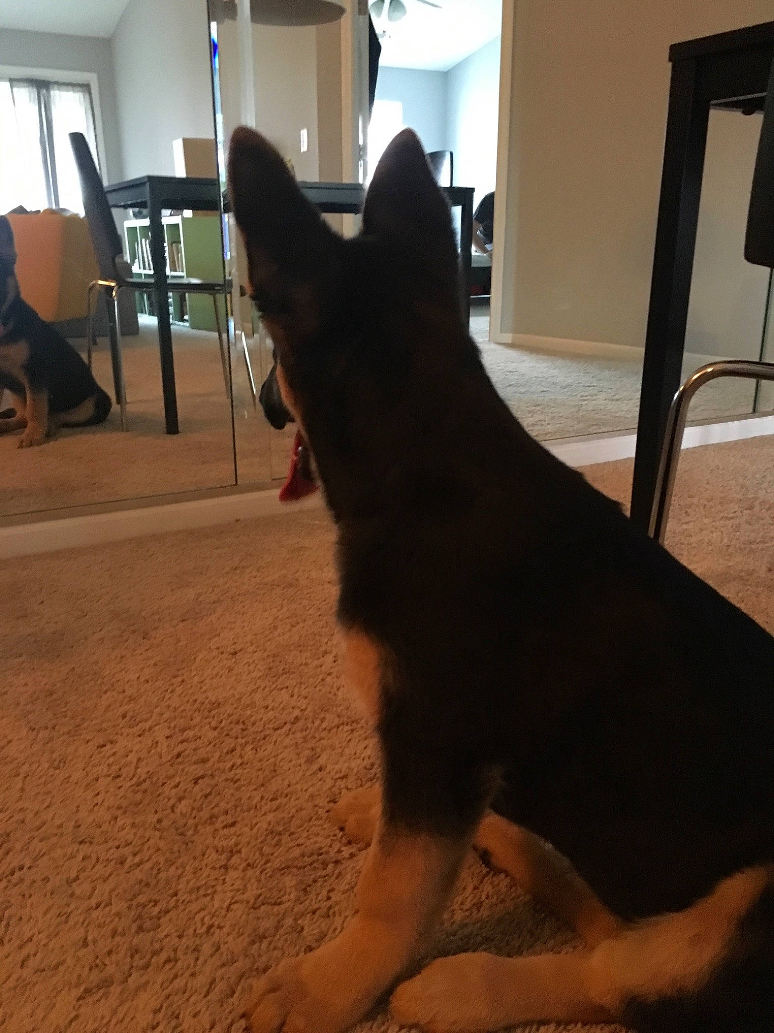 Kikeo is registered to the contest to win money with this photo: canidae, carnivore, dog, dog_breed, east_european_shepherd, fawn, floor, german_shepherd_dog, lapponian_herder, mammal, tail, vertebrate, wood, working_dog