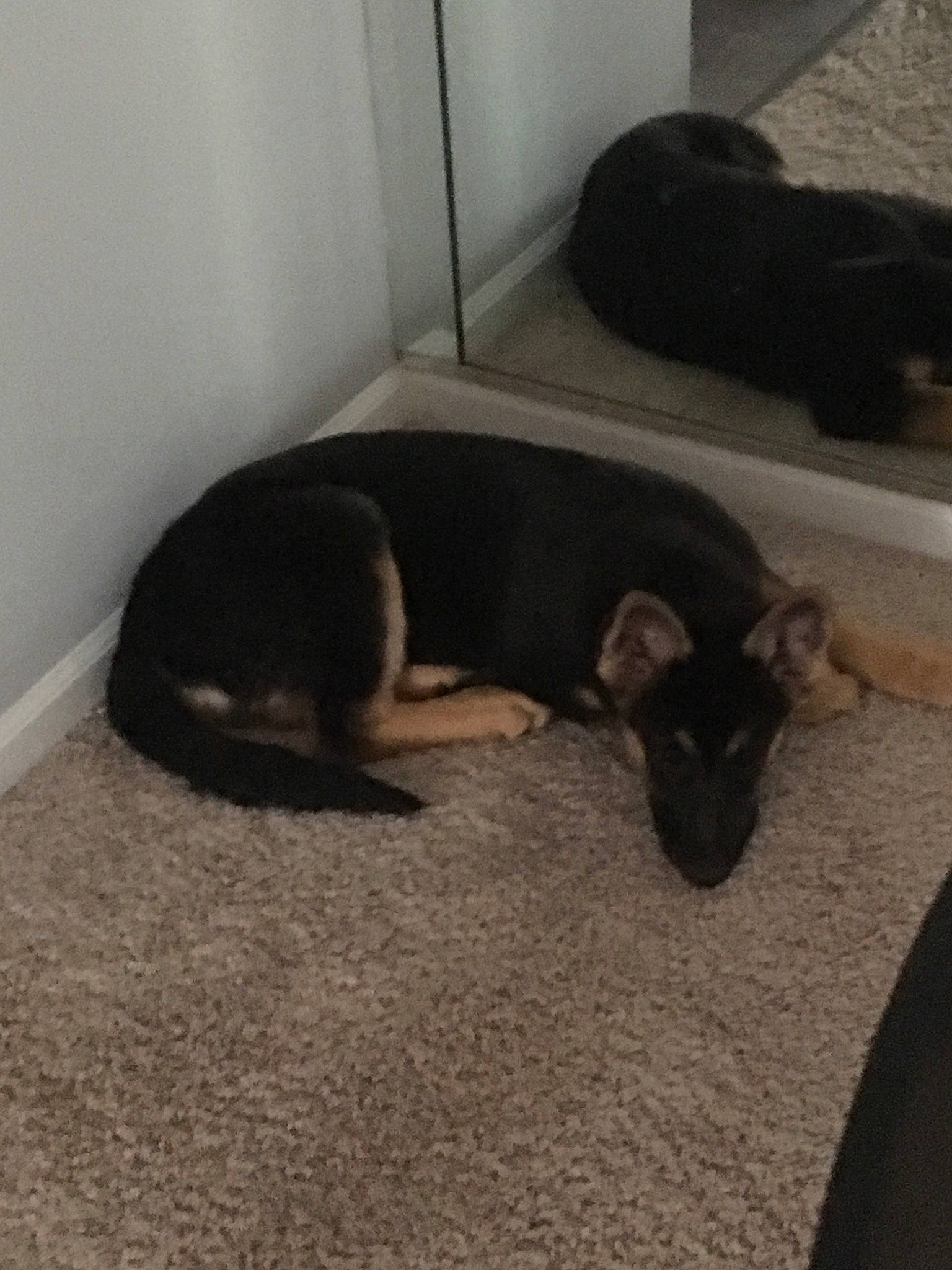 Kikeo joined the competition — help win amazing prizes! canidae, carnivore, cat, companion_dog, dobermann, dog, dog_breed, fawn, floor, flooring, german_shepherd_dog, guard_dog, puppy, tail