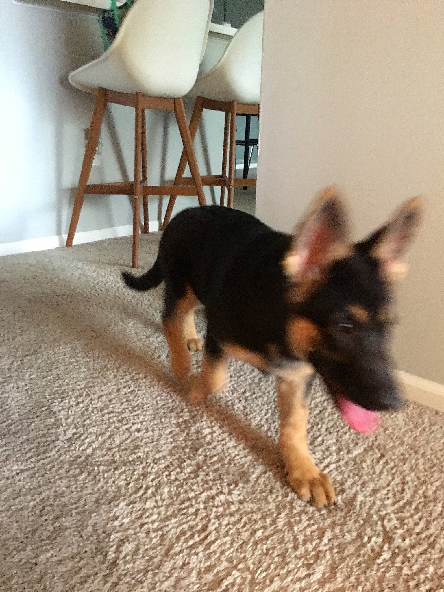 Kikeo joined the competition — help win amazing prizes! australian_kelpie, canidae, carnivore, companion_dog, dog, dog_breed, ear, english_toy_terrier, floor, flooring, german_pinscher, german_shepherd_dog, mammal, paw, prazsky_krysarik, puppy, snout, vertebrate, wood, working_dog