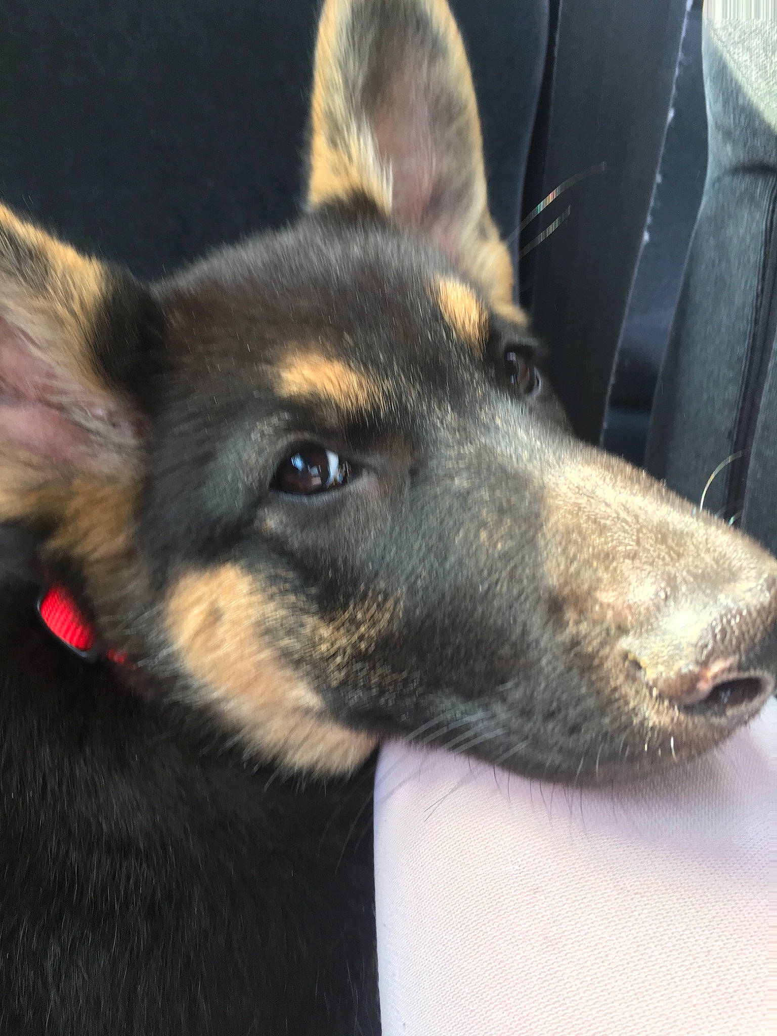 Kikeo joined the competition — help win amazing prizes! bohemian_shepherd, canidae, carnivore, dog, dog_breed, ear, king_shepherd, kunming_wolfdog, mammal, rare_breed_dog, snout, vertebrate, working_dog