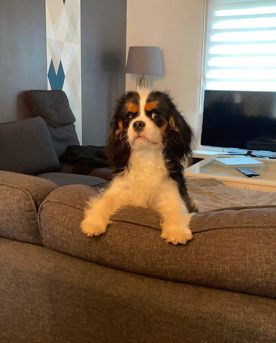 Socrate a rejoint le concours — aidez-le/la à gagner de superbes lots ! carnivore, cavalier_king_charles_spaniel, chair, comfort, companion_dog, couch, dog, dog_breed, door, fawn, floor, flooring, furniture, house, liver, living_room, peripheral, sporting_group, toy_dog, working_animal