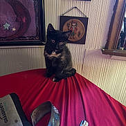 Sam joined the competition — help win amazing prizes! kitten, cat, black_cat, white_chest, animal, pet, sitting, indoors, bed, red_bedspread, portrait, looking_at_camera, pointed_ears, whiskers, feline, home, bedroom, wall_art, striped_wallpaper, cozy