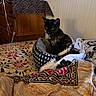 cat, black_cat, pet, animal, sitting, basket, blanket, bedroom, indoor, home, furniture, dresser, textile, patterned_blanket, cozy, portrait, looking_at_camera, ears, whiskers, domestic_animal