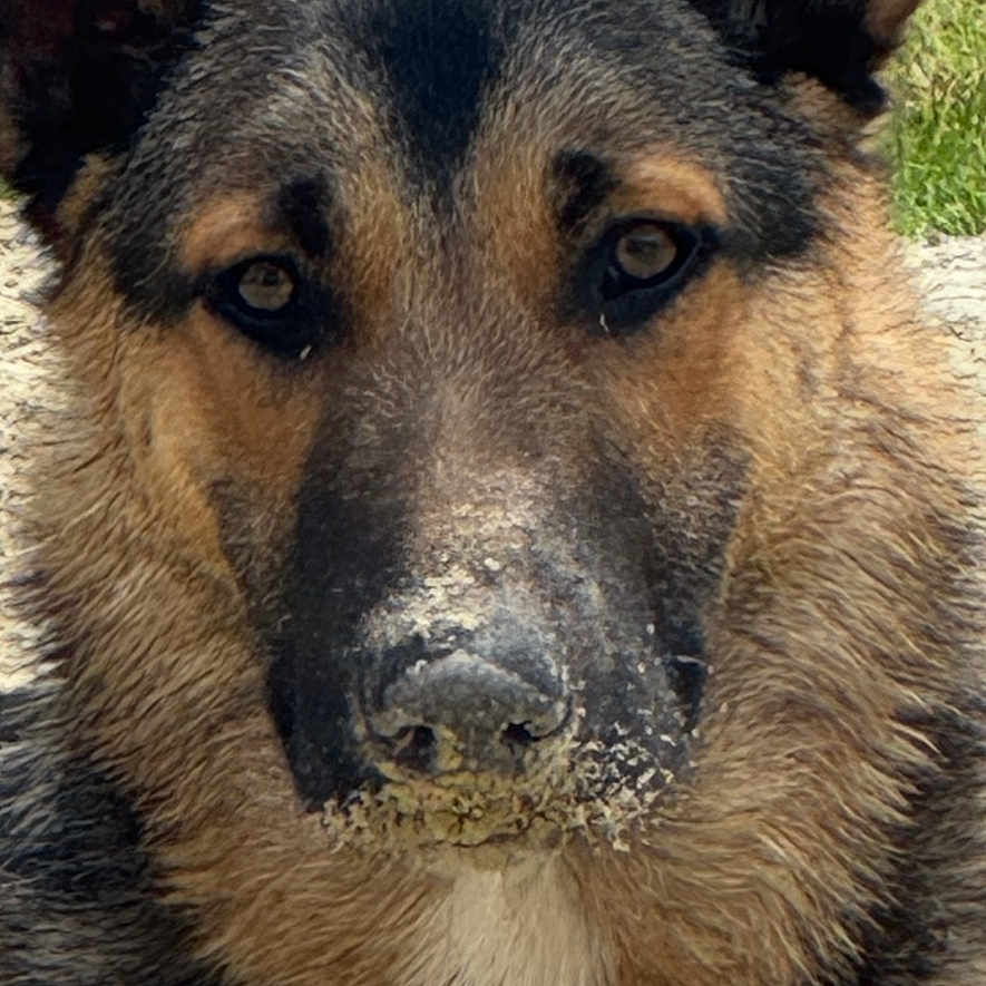 Saĩko a rejoint le concours — aidez-le/la à gagner de superbes lots ! alert, animal, black, brown, canine, close_up, dog, ears, eyes, face, fur, german_shepherd, grass, head, muzzle, nature, outdoor, pet, portrait, snout