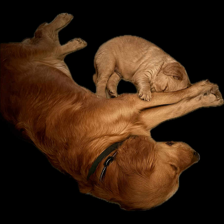 Lilly joined the competition — help win amazing prizes! adorable, animal, black_background, calm, closeup, companion, cute, dog, domestic_animal, friendship, fur, golden_retriever, lying_down, mammal, peaceful, pet, puppy, resting, sleeping, young