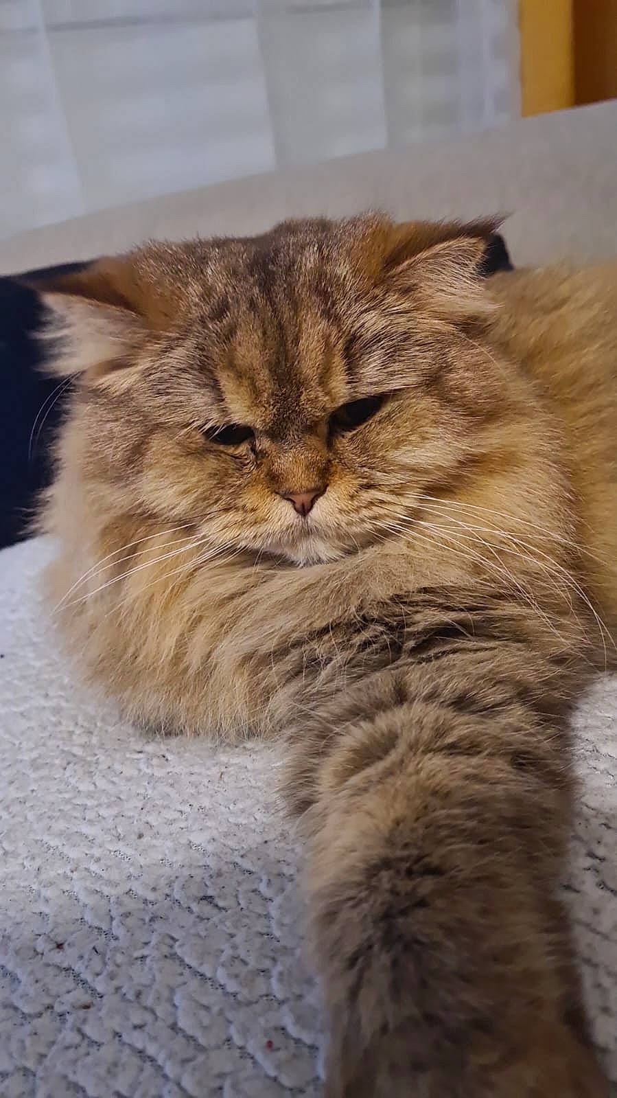 Princesse Yula participe au concours pour gagner de l'argent avec cette photo : art, carnivore, cat, claw, domestic_short_haired_cat, fawn, felidae, flooring, fur, paw, small_to_medium_sized_cats, snout, tail, terrestrial_animal, whiskers, window, wood