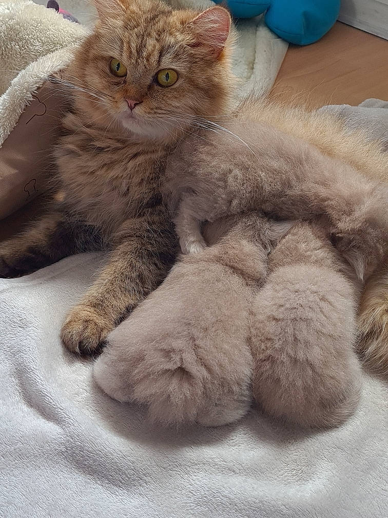 Princesses Yula a rejoint le concours — aidez-le/la à gagner de superbes lots ! art, cat, claw, comfort, domestic_short_haired_cat, fawn, felidae, fur, gesture, grey, nap, paw, small_to_medium_sized_cats, snout, tail, terrestrial_animal, toy, whiskers, wool