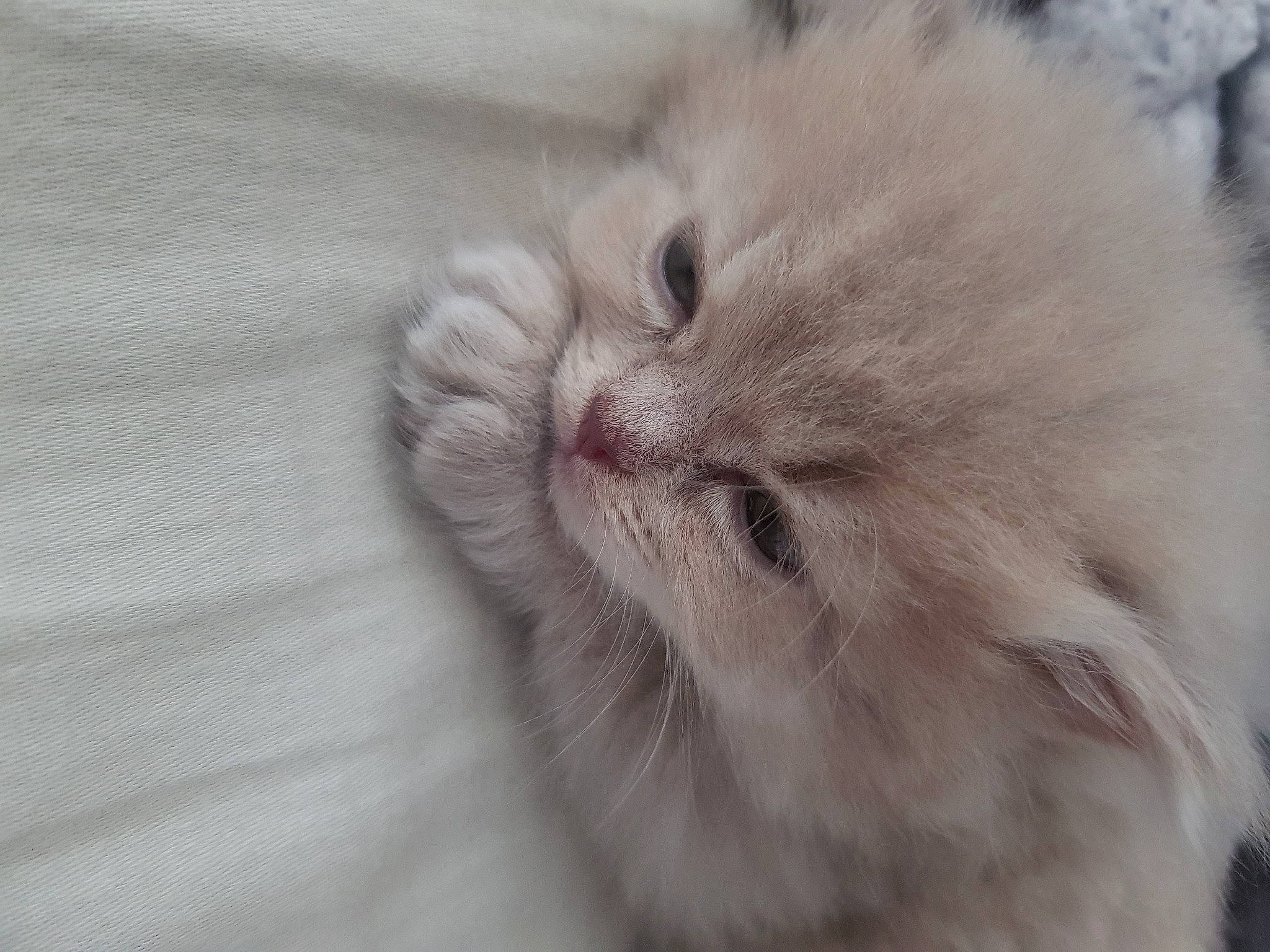 Princesses Yula a rejoint le concours — aidez-le/la à gagner de superbes lots ! carnivore, cat, claw, comfort, domestic_short_haired_cat, fawn, felidae, fur, paw, ragdoll, small_to_medium_sized_cats, snout, whiskers