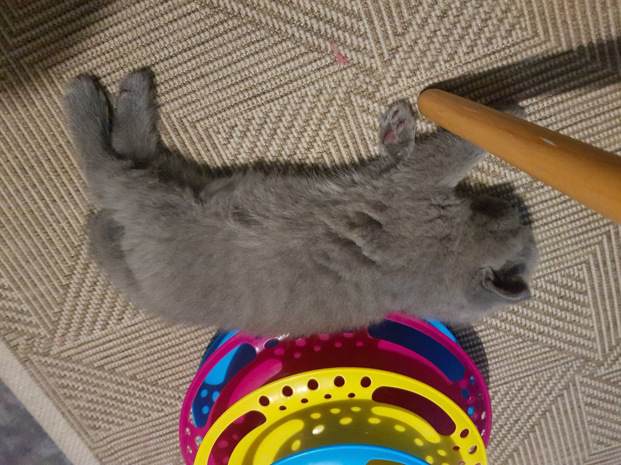 Princesses Yula a rejoint le concours — aidez-le/la à gagner de superbes lots ! carnivore, cat, cat_toy, circle, collar, dog_breed, domestic_short_haired_cat, electric_blue, fashion_accessory, fawn, felidae, flooring, fur, grey, paw, russian_blue, small_to_medium_sized_cats, snout, tail, whiskers