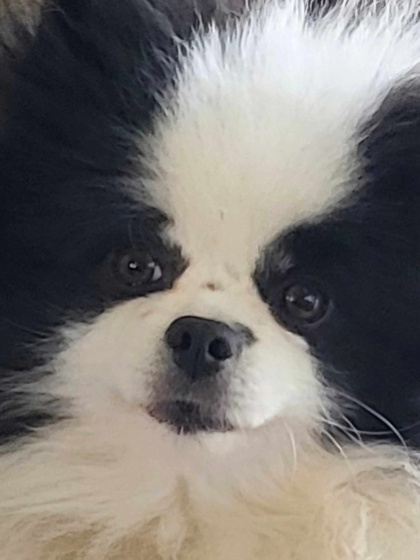Prune a rejoint le concours — aidez-le/la à gagner de superbes lots ! dog, close_up, black_and_white, fluffy, pet, animal, face, fur, cute, portrait, canine, whiskers, domestic_animal, muzzle, snout, eyes, nose, companion, furry, indoor