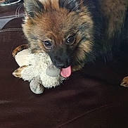 Kiriku a rejoint le concours — aidez-le/la à gagner de superbes lots ! dog, stuffed_toy, leather_couch, indoor, pet, tongue_out, playful, fluffy, brown_fur, black_fur, ears_up, animal, cute, companion, home, relaxed, toy, sitting, domestic, furry