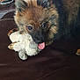 dog, stuffed_toy, leather_couch, indoor, pet, tongue_out, playful, fluffy, brown_fur, black_fur, ears_up, animal, cute, companion, home, relaxed, toy, sitting, domestic, furry