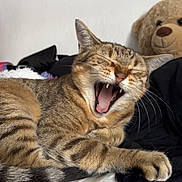 Pupuce participe au concours pour gagner de l'argent avec cette photo : cat, tabby, yawning, feline, pet, animal, whiskers, fur, bed, blanket, plush_toy, teddy_bear, indoor, cute, relaxed, paw, sleepy, domestic_animal, striped, mouth_open