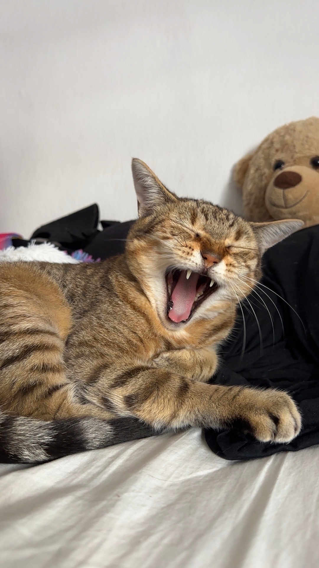 Pupuce participe au concours pour gagner de l'argent avec cette photo : cat, tabby, yawning, feline, pet, animal, whiskers, fur, bed, blanket, plush_toy, teddy_bear, indoor, cute, relaxed, paw, sleepy, domestic_animal, striped, mouth_open
