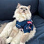 Everest is registered to the contest to win money with this photo: cat, ragdoll, fluffy_fur, blue_eyes, sports_jersey, new_england, patriots_logo, pet, indoor, couch, navy_blue, whiskers, paws, portrait, cozy, sitting, fur_texture, closeup, team_jersey, domestic_cat