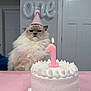 Everest is registered to the contest to win money with this photo: cat, fluffy_cat, party_hat, birthday_cake, pink_candle, number_one, pink_theme, white_frosting, balloon_letters, indoor, table, fur, human_arm, portrait, celebration, sweet_treat, soft_lighting, neutral_background, long_hair, serene_expression