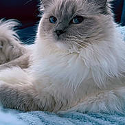 Everest is registered to the contest to win money with this photo: cat, ragdoll, blue_eyes, fluffy, long_hair, pet, indoor, sofa, blanket, close_up, portrait, whiskers, fur, nose, cozy, resting, blue_color, living_room, soft_texture, companion