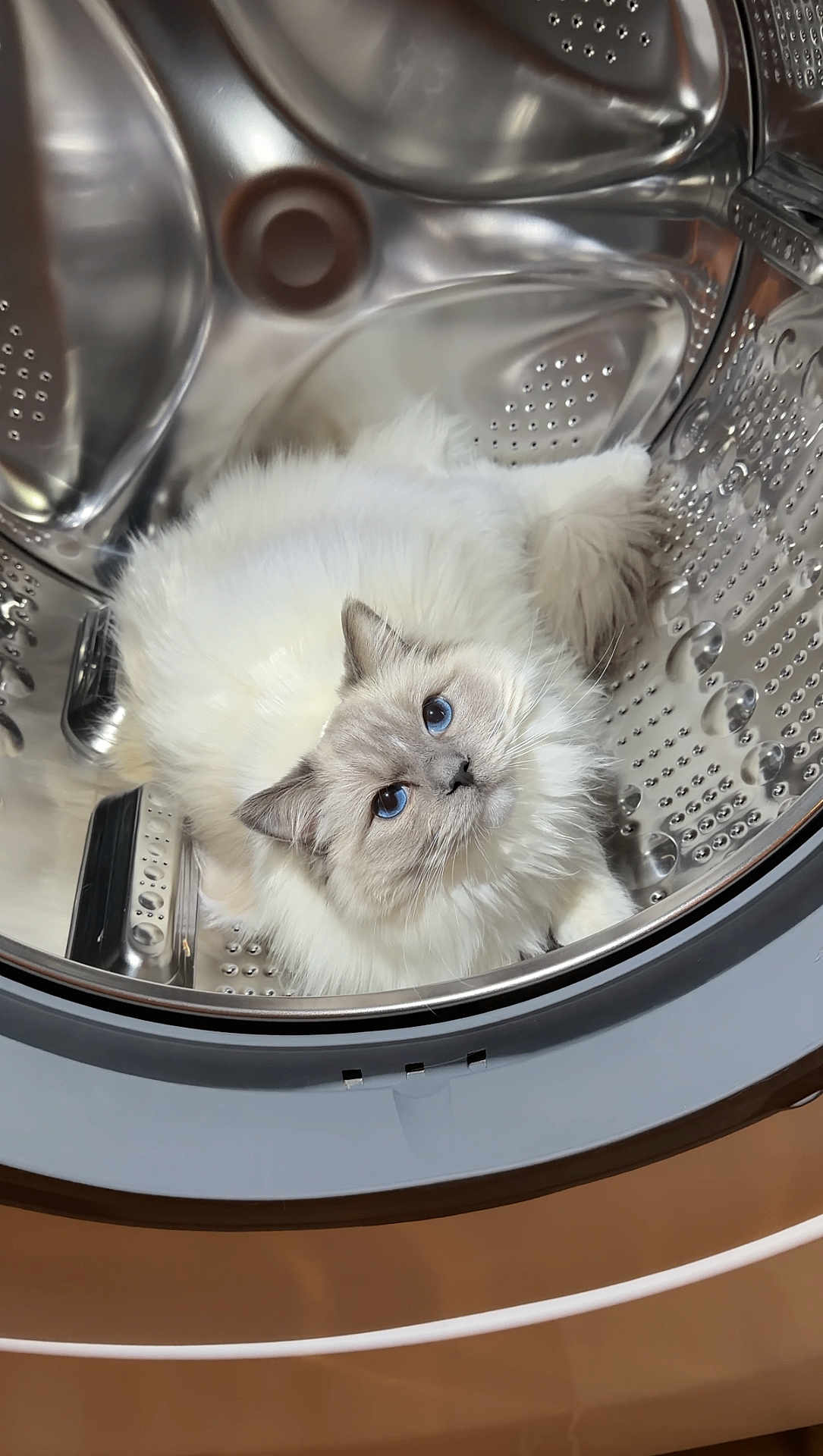 Everest joined the competition — help win amazing prizes! cat, pet, blue_eyes, white_fur, fluffy, washing_machine, appliance, metal_drum, indoor, curious, portrait, close_up, whiskers, fur, reflection, sitting, cozy, domestic_cat, looking_up, household