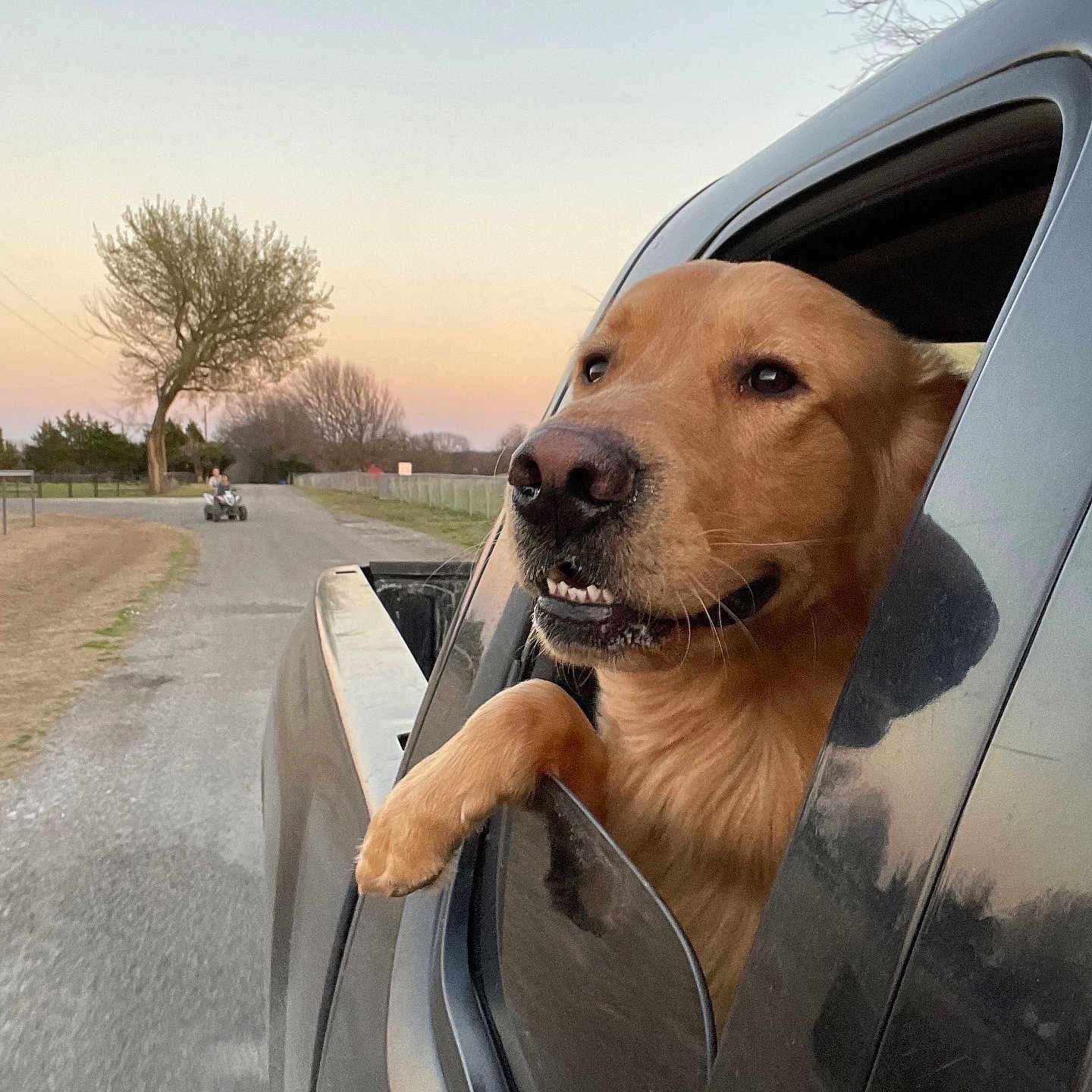 Boone is registered to the contest to win money with this photo: animal, canine, car, car_exterior, carmirror, dog, fun, goldenretriever, labradorretriever, motorcycle, person, pet, puppy, roadtrip, transportation, vacation, vehicle, walkingdog