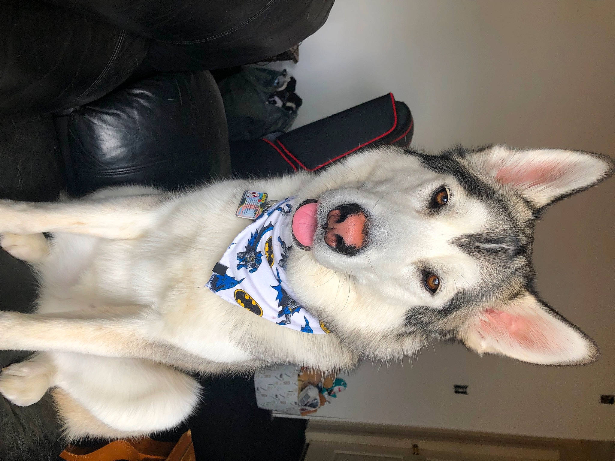 Batman joined the competition — help win amazing prizes! canidae, carmine, carnivore, collar, comfort, companion_dog, dog, dog_breed, domestic_short_haired_cat, felidae, fur, jaw, mammal, natural_material, small_to_medium_sized_cats, snout, sporting_group, tail, textile, whiskers