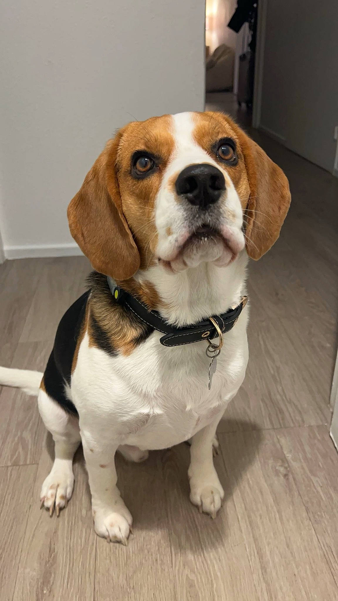 Pablito a rejoint le concours — aidez-le/la à gagner de superbes lots ! beaglier, canidae, carnivore, collar, companion_dog, dog, dog_breed, dog_collar, fawn, flooring, fur, hound, leash, liver, pet_supply, scent_hound, snout, sporting_group, whiskers, working_animal