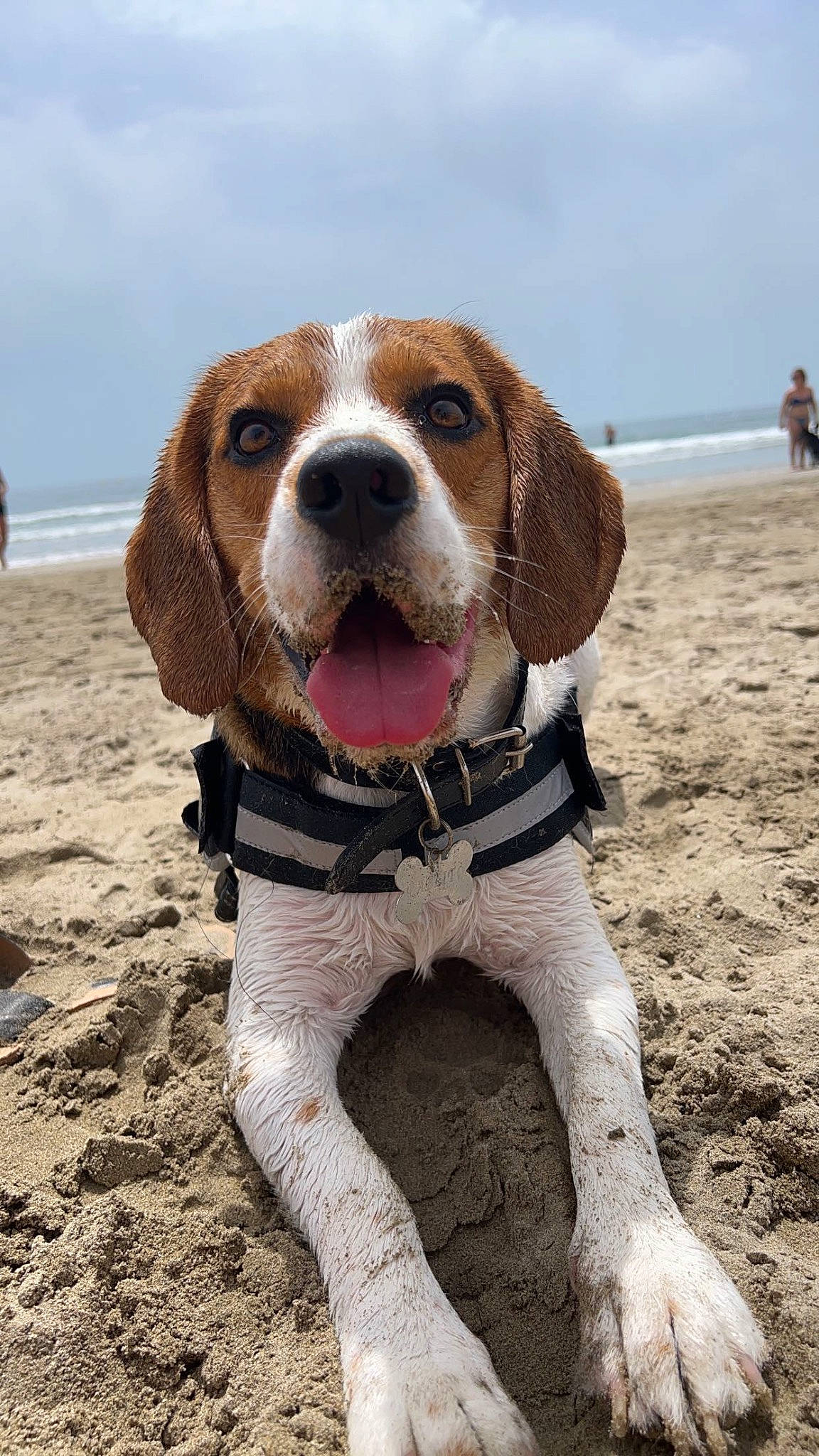 Pablito participe au concours pour gagner de l'argent avec cette photo : ball, beach, canidae, carnivore, cloud, collar, companion_dog, dog, dog_breed, dog_collar, dog_supply, fawn, fun, hound, leash, personal_protective_equipment, sky, snout, sporting_group, water