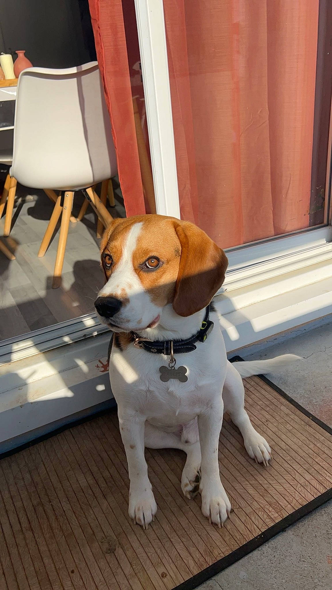 Pablito a rejoint le concours — aidez-le/la à gagner de superbes lots ! canidae, carnivore, chair, collar, companion_dog, dog, dog_breed, dog_collar, dog_supply, fawn, flooring, hardwood, leash, pet_supply, snout, sporting_group, table, tail, wood, working_animal