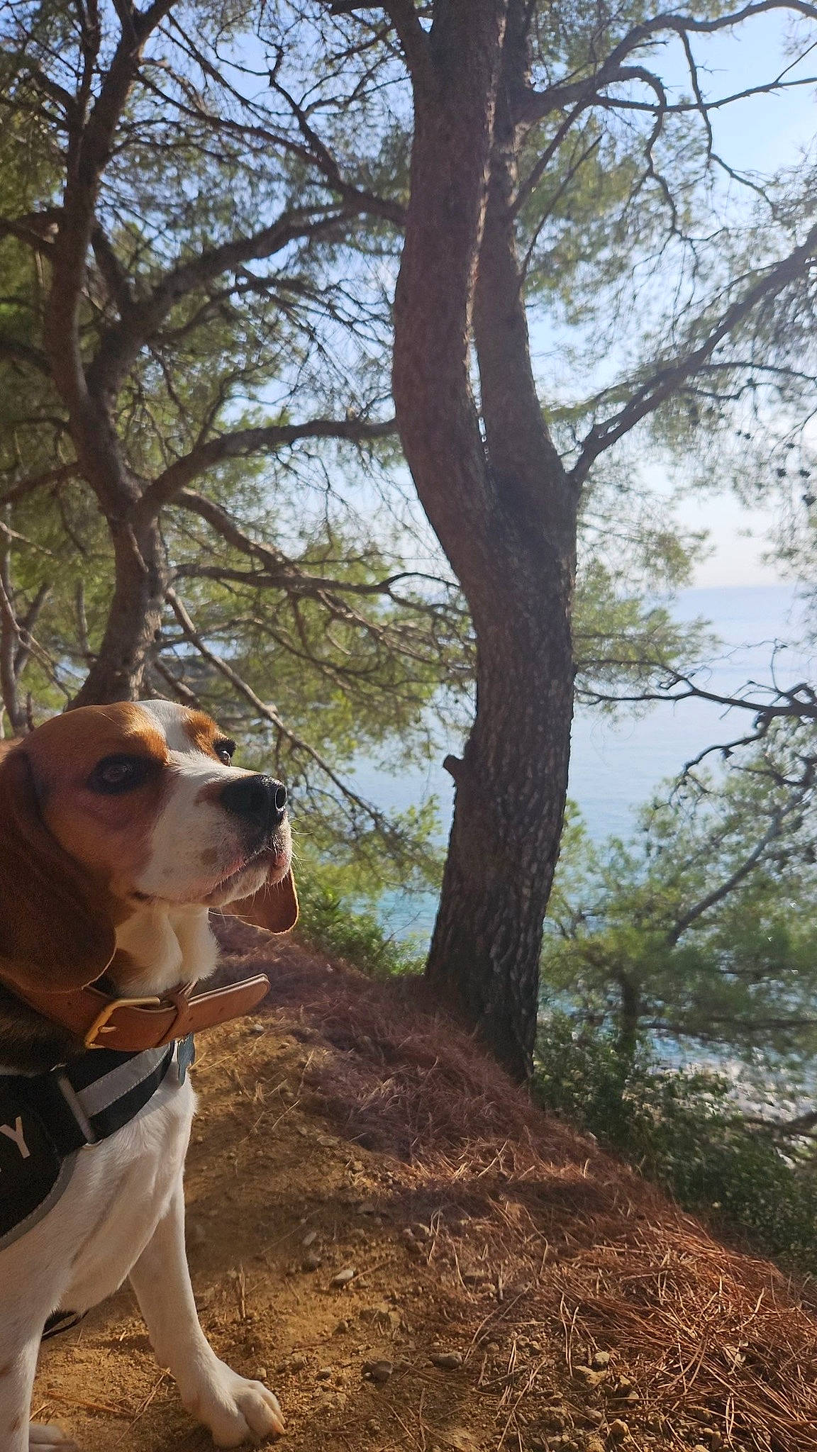 Pablito participe au concours pour gagner de l'argent avec cette photo : carnivore, collar, companion_dog, dog, dog_breed, dog_collar, dog_hiking, fawn, forest, landscape, leash, plant, recreation, sky, soil, tree, trunk, twig, wood, working_animal