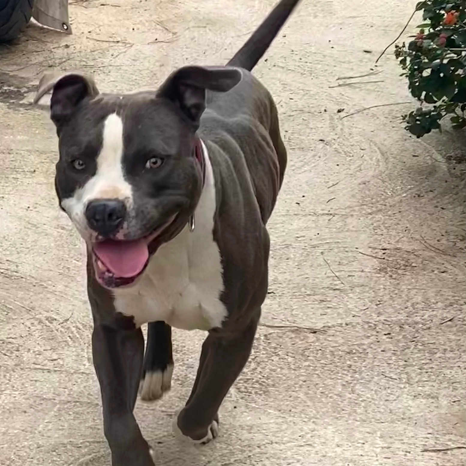 Nox a rejoint le concours — aidez-le/la à gagner de superbes lots ! dog, pit_bull, canine, pet, outdoor, sandy_path, standing, walking, happy, panting, tongue, white_chest, white_blaze, short_coat, muscular, collar, tail, garden, flowers, animal_portrait