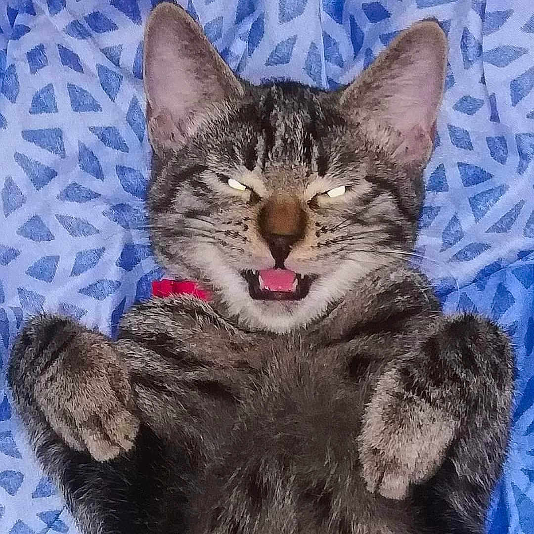 Quattro participe au concours pour gagner de l'argent avec cette photo : abyssinian, animal, bodypart, cat, couch, egyptiancat, face, furniture, head, kitten, manx, mouth, person, pet, photography, portrait, purple, sleeping, teeth, tongue